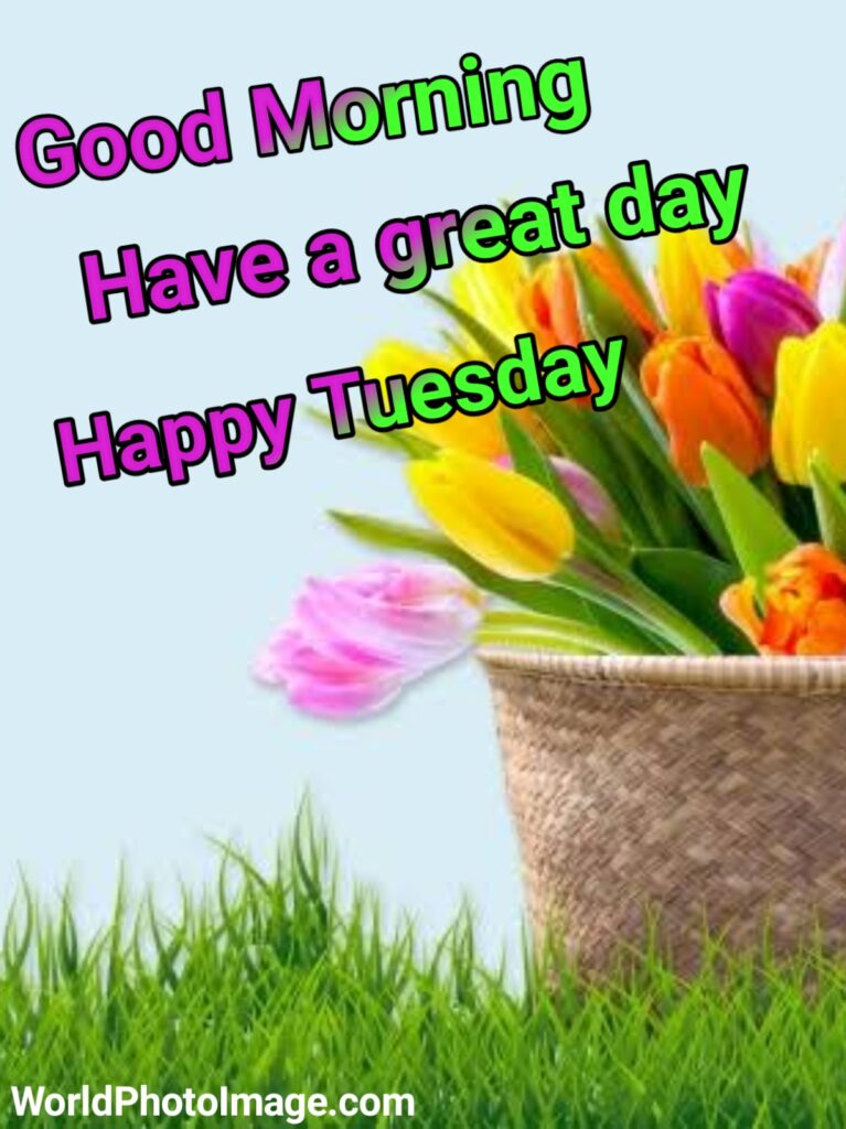 Good Morning Have A Great Day Happy Tuesday, good morning,good morning have a nice day hd photos, good morning, good morning images, good morning images hd, good morning flowers images photos, good morning happy Tuesday images