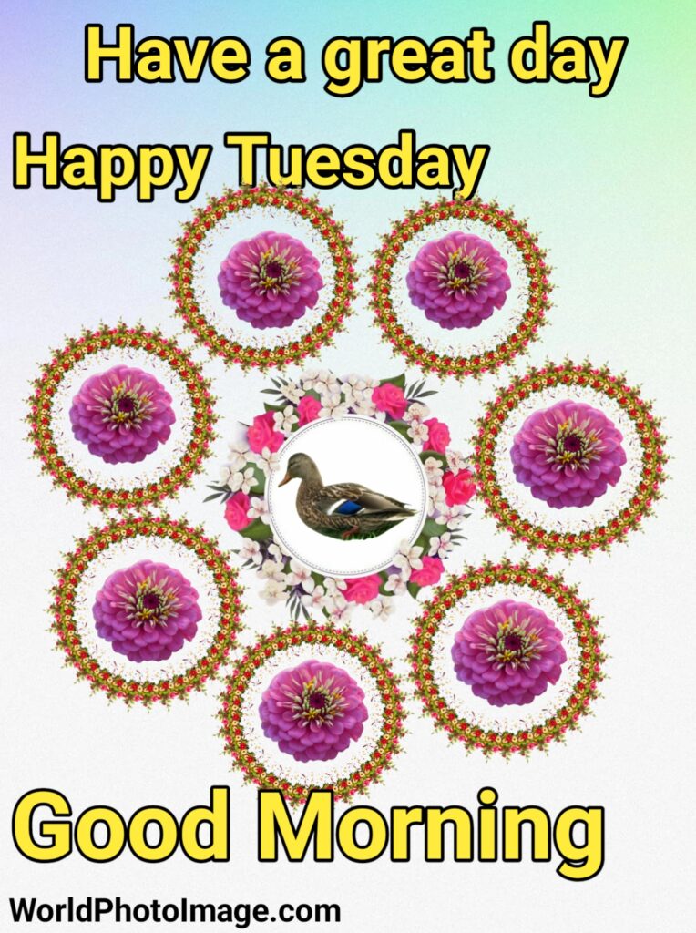 Good Morning Have A Great Day Happy Tuesday,good morning,good morning have a nice day hd photos, good morning, good morning images, good morning images hd, good morning flowers images photos, good morning happy Tuesday images